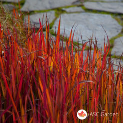 Crvena trava Imperata cylindrica Red Baron