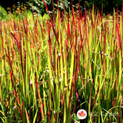 Crvena trava Imperata cylindrica Red Baron