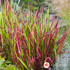 Crvena trava Imperata cylindrica Red Baron