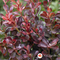 Crveni Berberis Thunbergii Atropurpurea