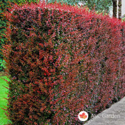 Crveni Berberis Thunbergii Atropurpurea
