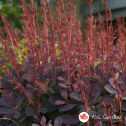 Crveni Berberis Thunbergii Atropurpurea