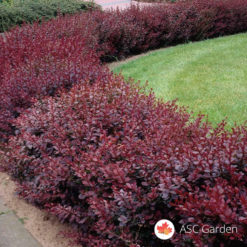 Crveni Berberis Thunbergii Atropurpurea