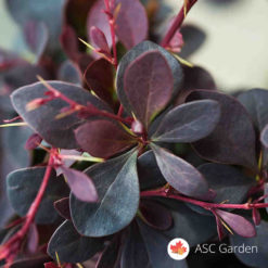 Crveni Berberis Thunbergii Atropurpurea