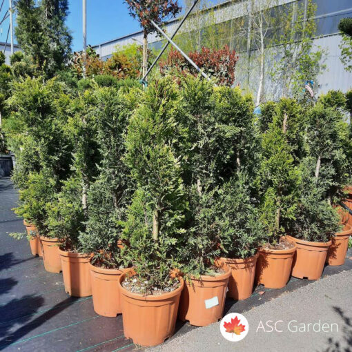 Cupressocyparis leylandii 100 cm