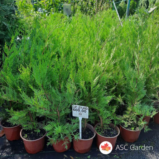 Cupressocyparis leylandii 60 cm c3