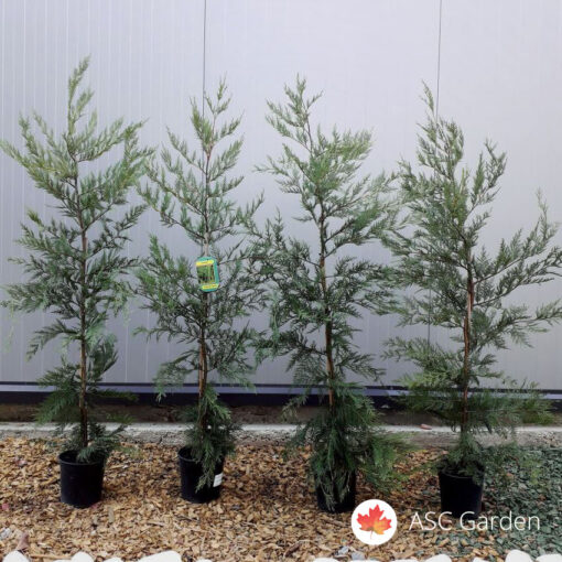 Cupressocyparis leylandii 100 cm