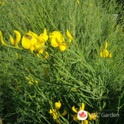 cytisus