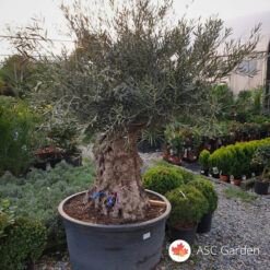 Olea europaea - maslina 240 cm