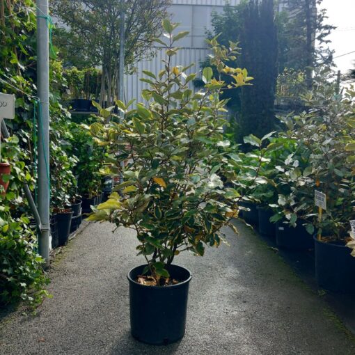 Elaeagnus ebbingei Maryline 100 cm