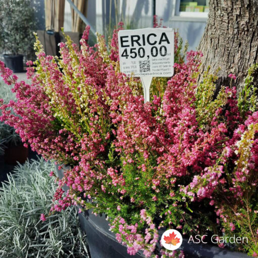 Erica 20 cm