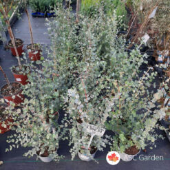 Eucalyptus gunnii  30-35 cm