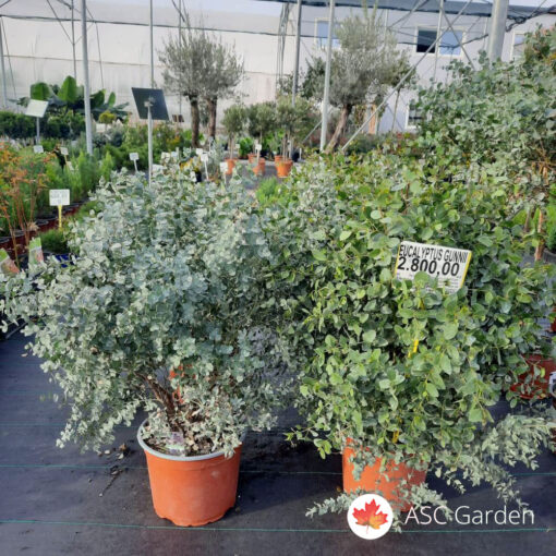Eucalyptus gunnii 40 cm