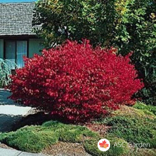Euonymus alatus 20-30 cm