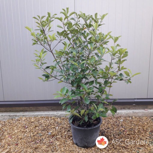 Photinia x fraseri ‘Red Robin’ 150 - 170 cm