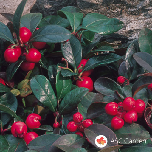 Gaultheria procumbens 10-15 cm -NEMA NA STANJU