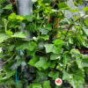 Hedera helix