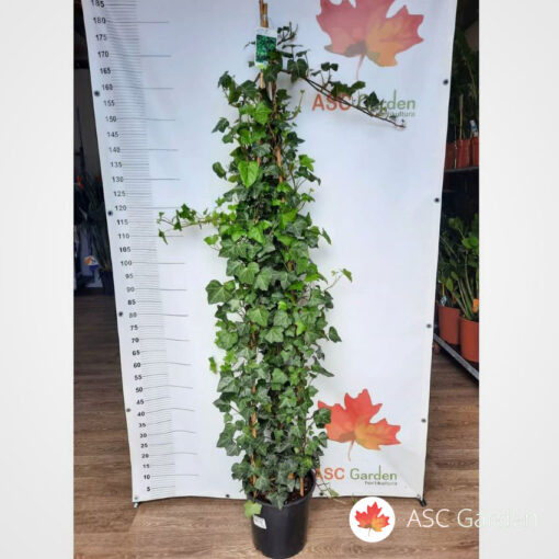 Hedera helix 180 cm