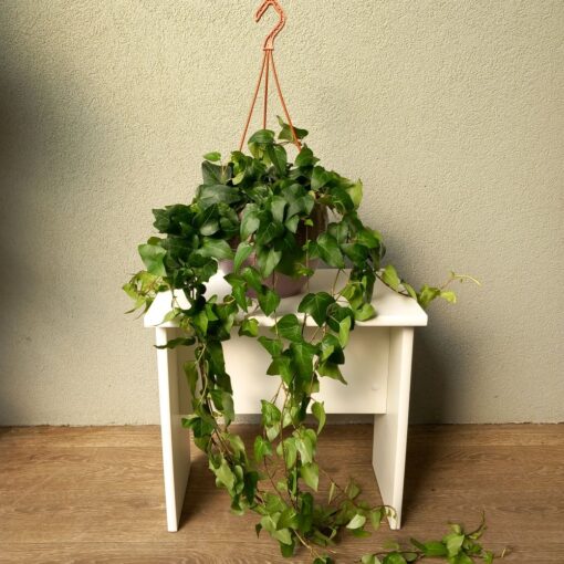 Hedera helix Mein Herz 70 cm