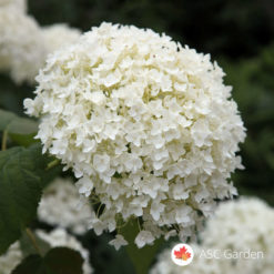 Hortenzija bela - Hydrangea arborescens Annabelle