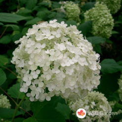Hortenzija bela - Hydrangea arborescens Annabelle
