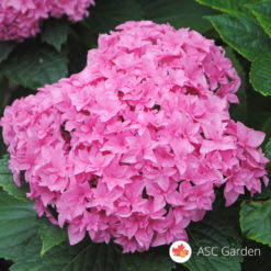 Hortenzija hydrangea roze