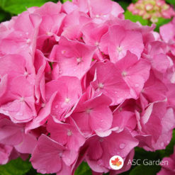 Hortenzija hydrangea roze