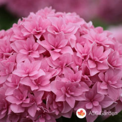 Hortenzija hydrangea roze