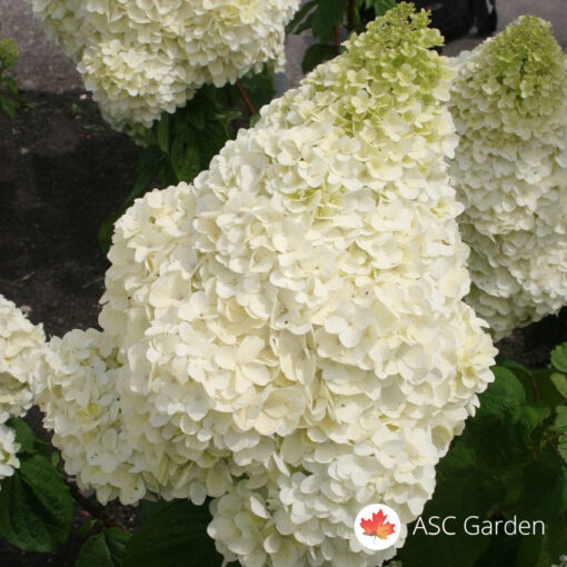 Hydrangea paniculata 40 cm