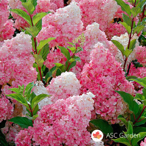 Hydrangea Pink Lady 50 cm