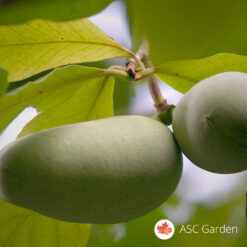 Indijska banana Asmina triloba