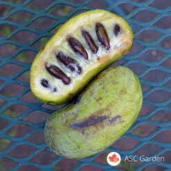 Indijska banana Asmina triloba