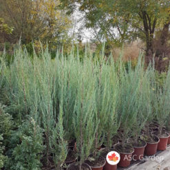 Juniperus Blue Arrow plava kleka srebrna raketa
