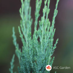 Juniperus Blue Arrow srebrna raketa