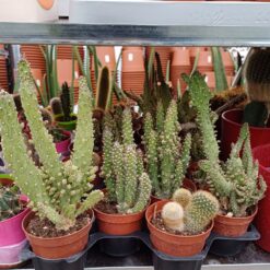 Cactus mix 6 - 15 cm