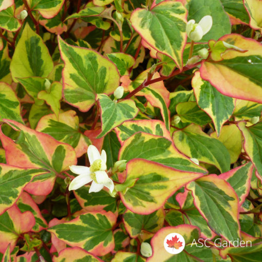 Kameleon perena Houttuynia cordata