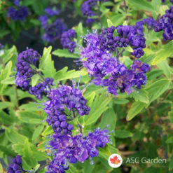 Kariopteris - Caryopteris