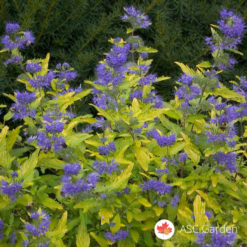 Kariopteris - Caryopteris