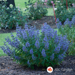 Kariopteris - Caryopteris