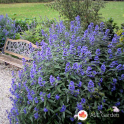 Kariopteris - Caryopteris