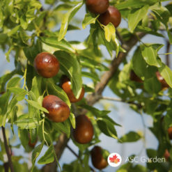 Kineska urma - Ziziphus jujuba – Žižula