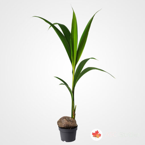 Cocos nucifera, Kokosova palma, kokos palma cena