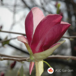 Lila magnolija Magnolia Ricki
