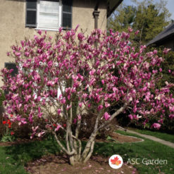 Lila magnolija Magnolia Ricki