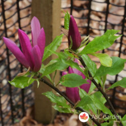 Lila magnolija Magnolia Ricki