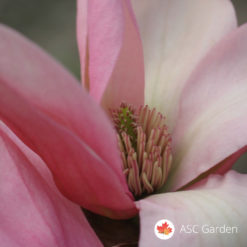 Lila magnolija Magnolia Ricki