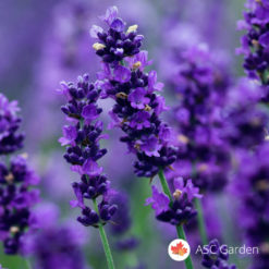Lavanda - Lavandula angustifolia vera