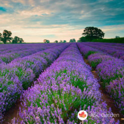 Sadnica lavande - Lavandula angustifolia vera