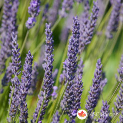 Lavanda - Lavandula angustifolia vera