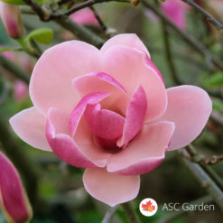 Ljubičasto crvena magnolia Rustica Rubra